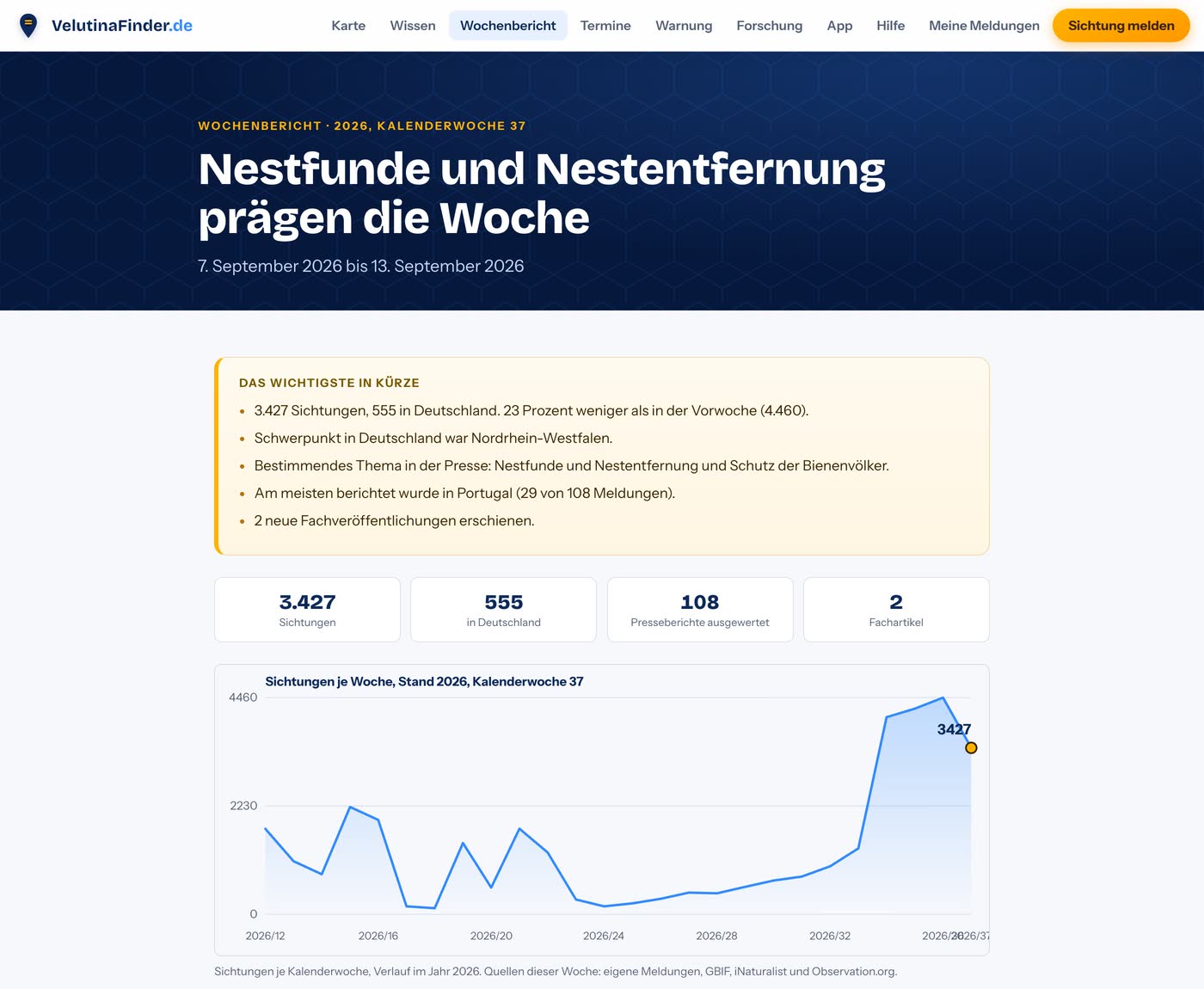 Wochenbericht 2026, Kalenderwoche 37, mit Kennzahlen und Verlaufsgrafik der Sichtungen je Woche